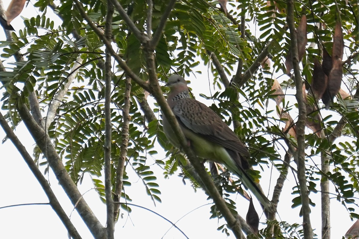 Spotted Dove (Eastern) - ML646822109