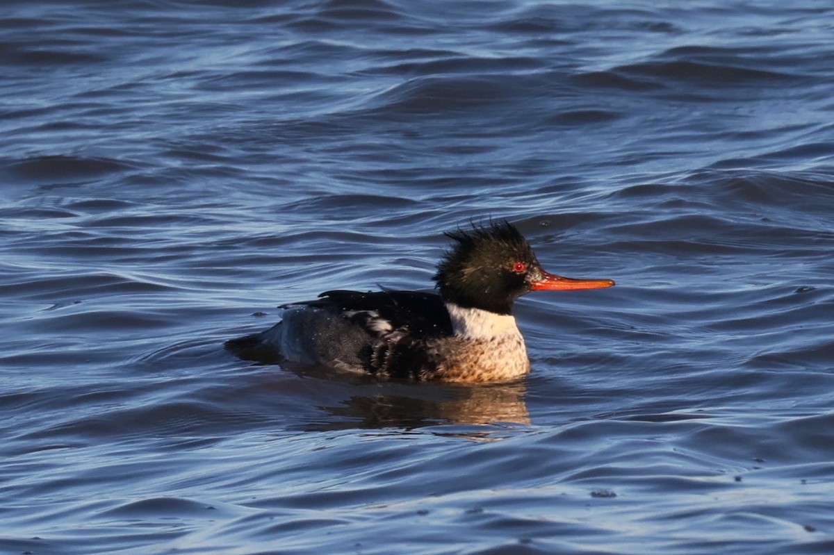 Red-breasted Merganser - ML646822110