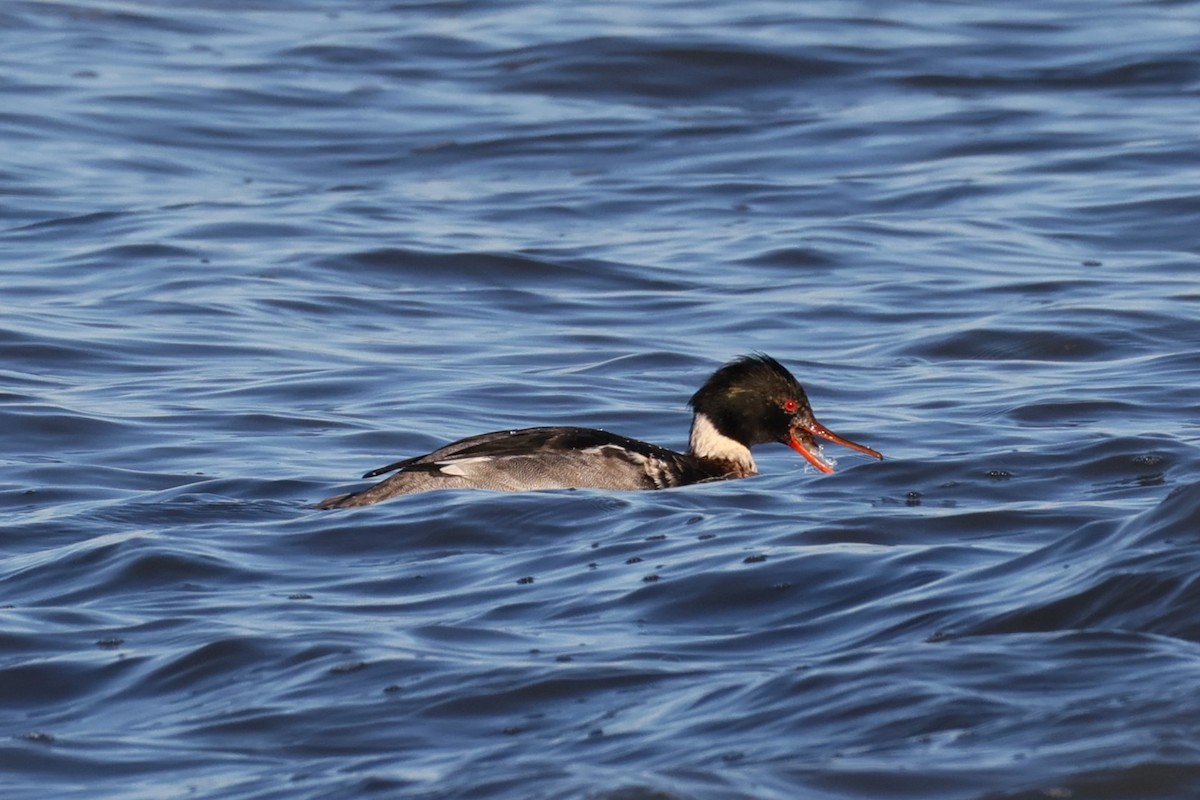 Red-breasted Merganser - ML646822111