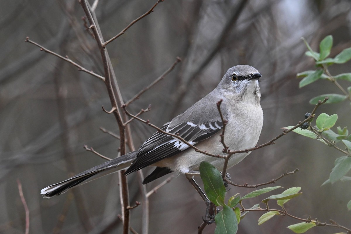 Northern Mockingbird - ML646822114