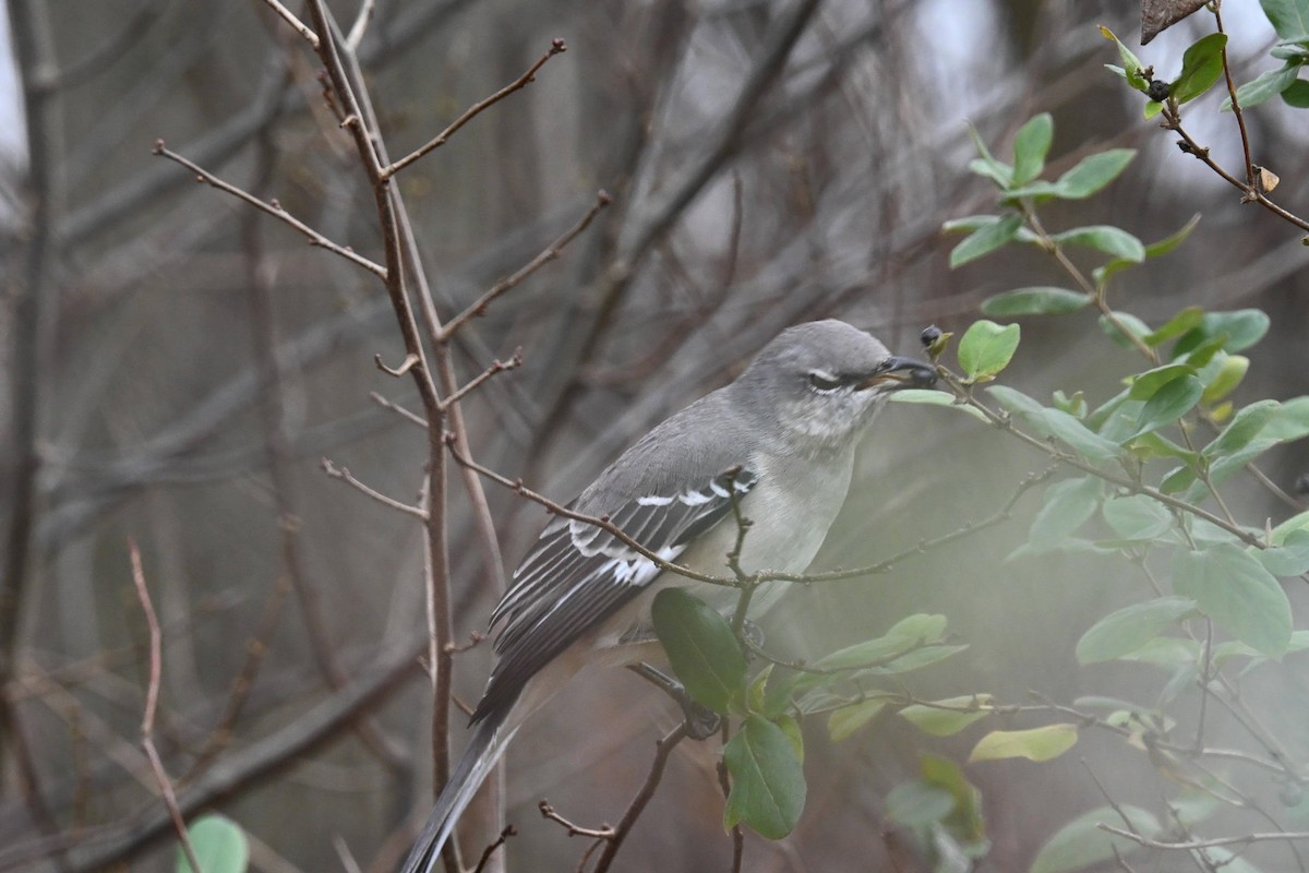 Northern Mockingbird - ML646822115