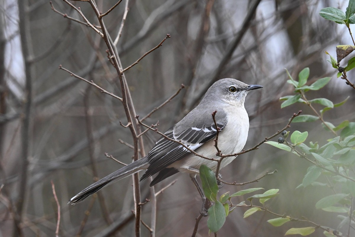 Northern Mockingbird - ML646822116