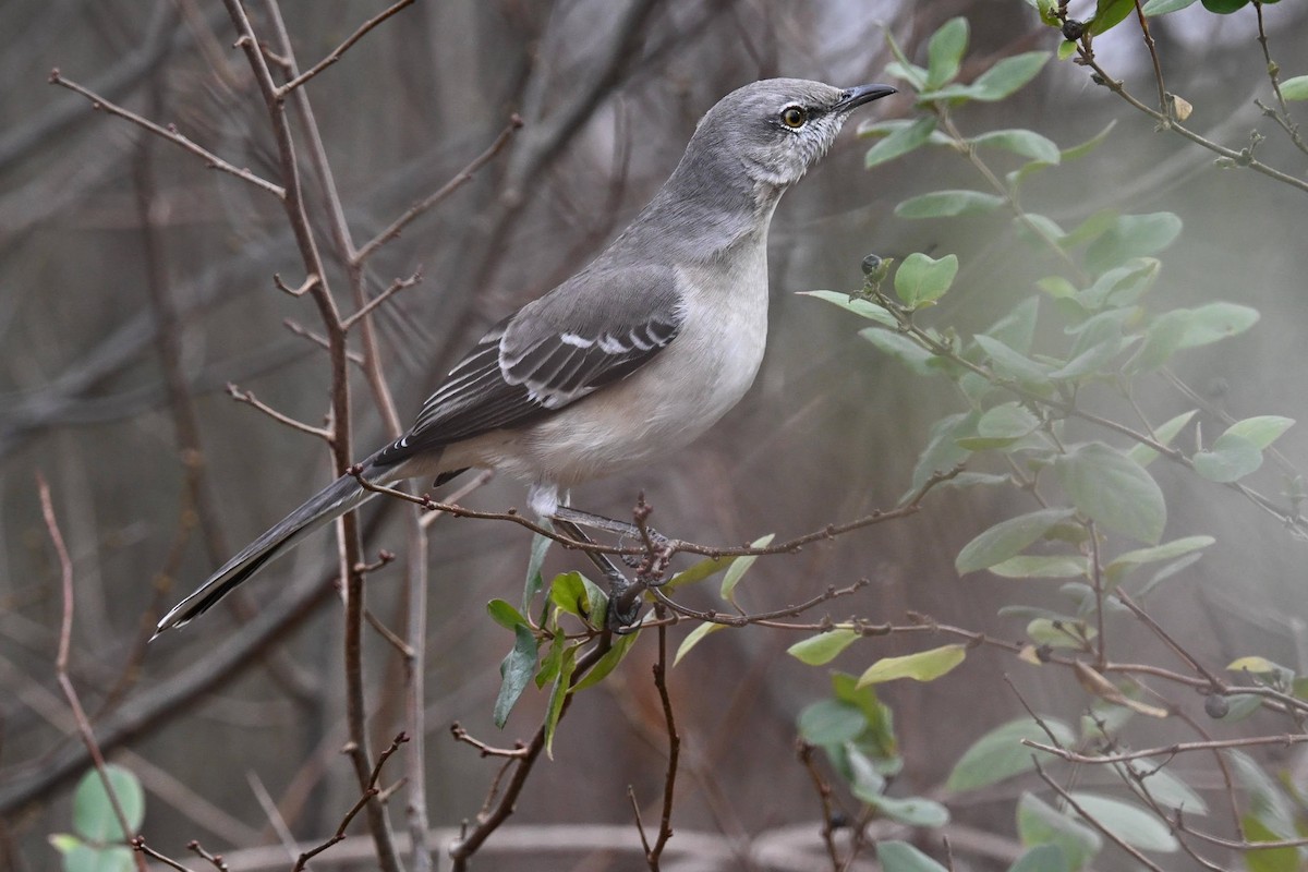Northern Mockingbird - ML646822117