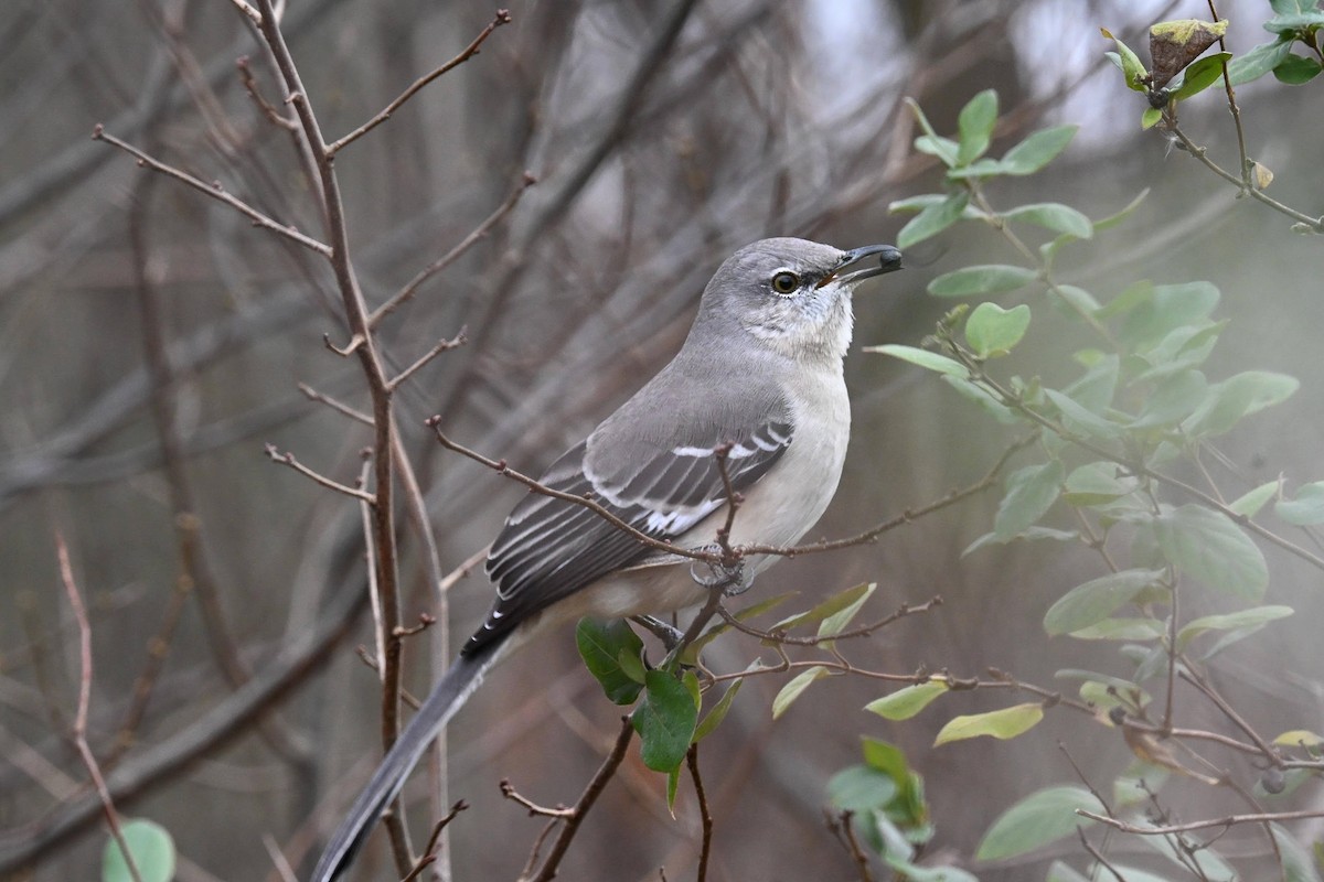 Northern Mockingbird - ML646822118