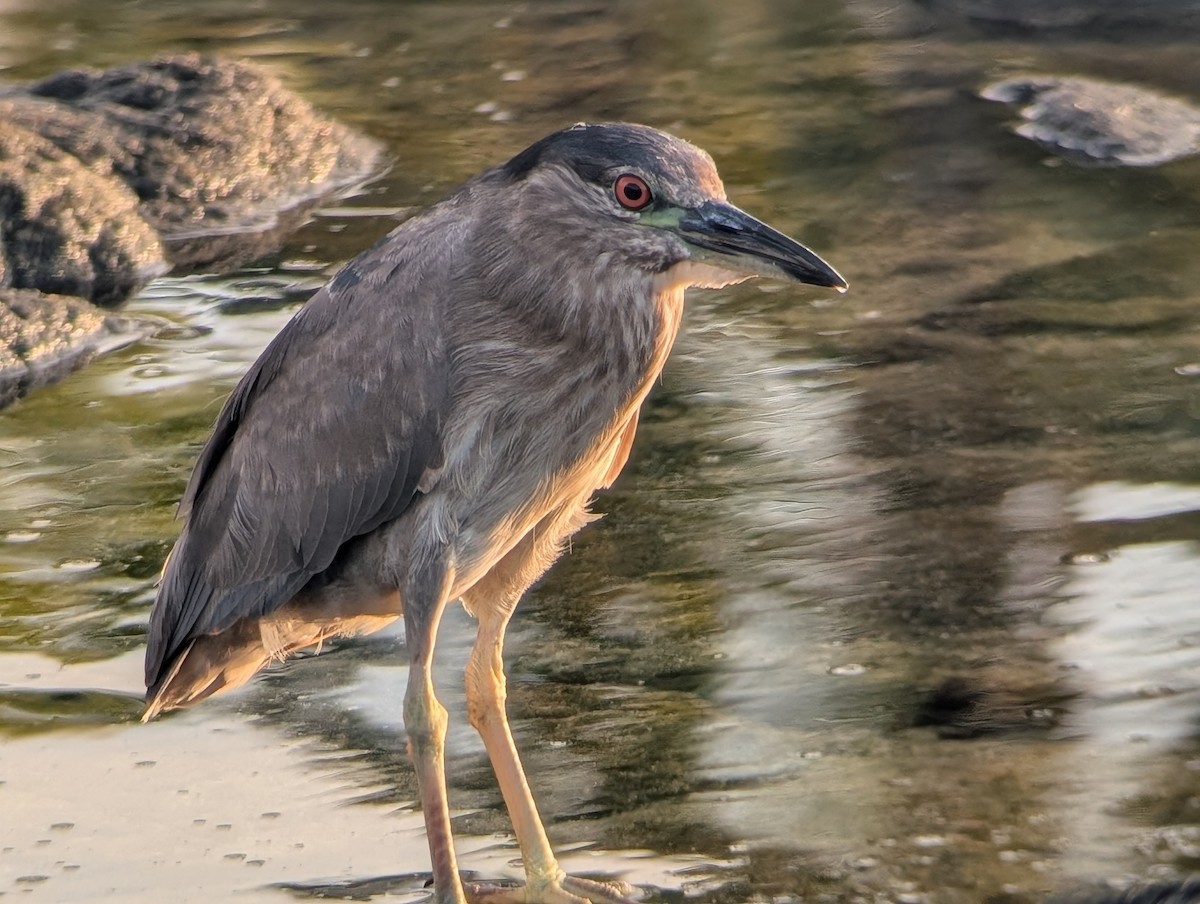 Black-crowned Night Heron - ML646822119
