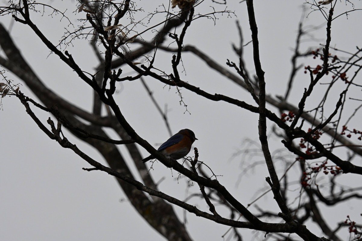 Eastern Bluebird - ML646822133