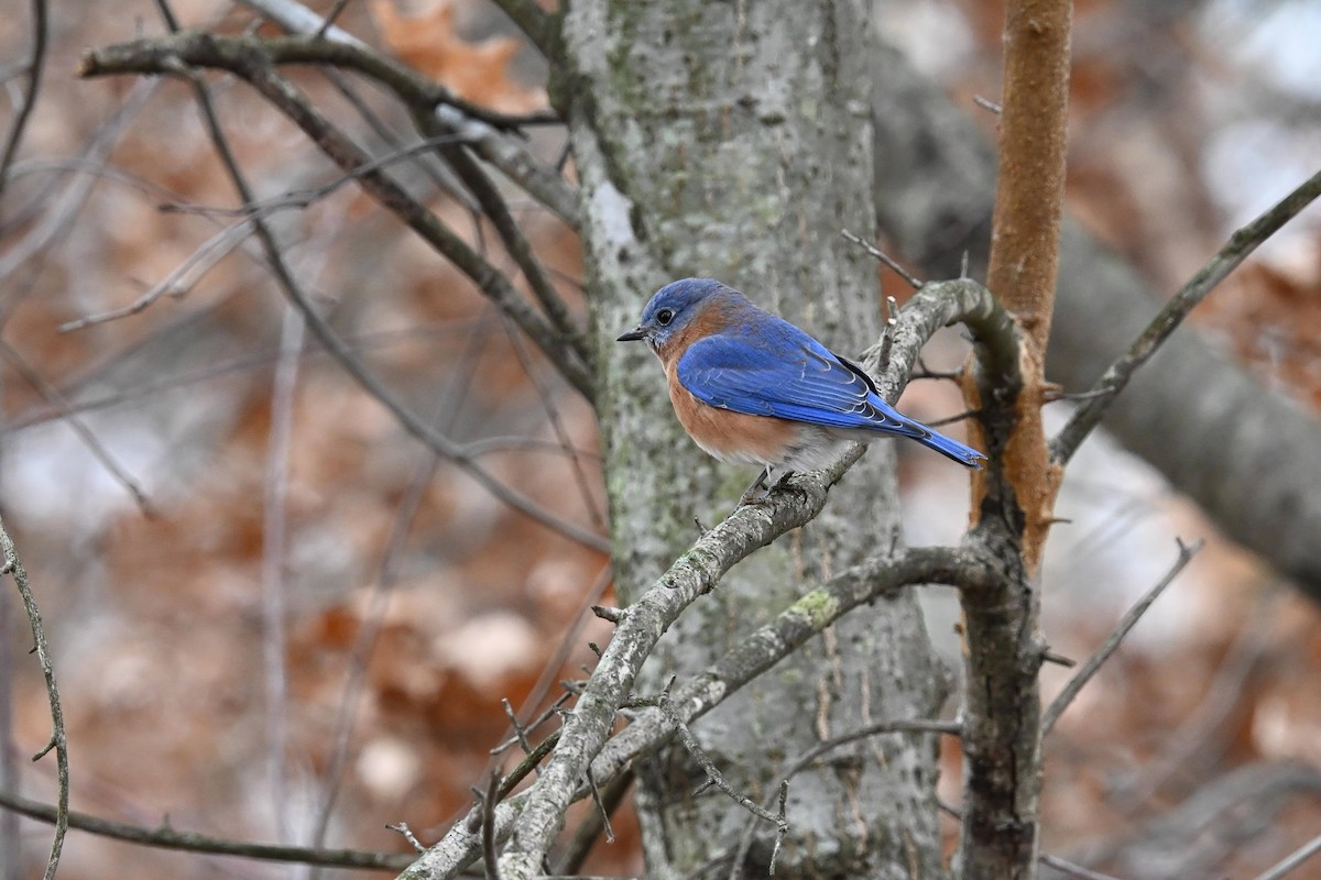 Eastern Bluebird - ML646822134