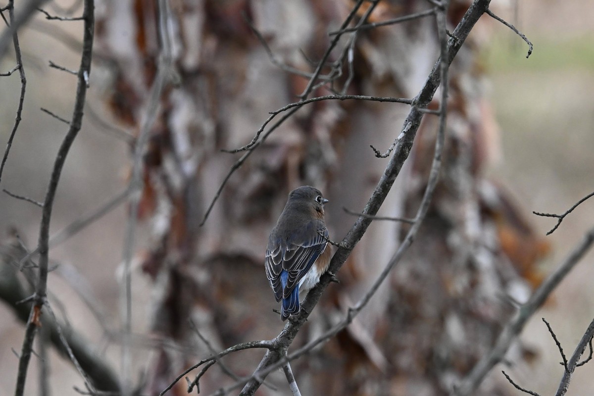 Eastern Bluebird - ML646822135