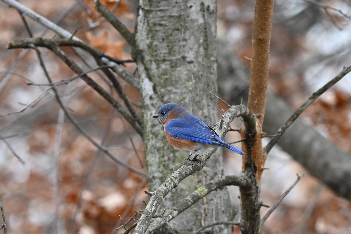 Eastern Bluebird - ML646822136