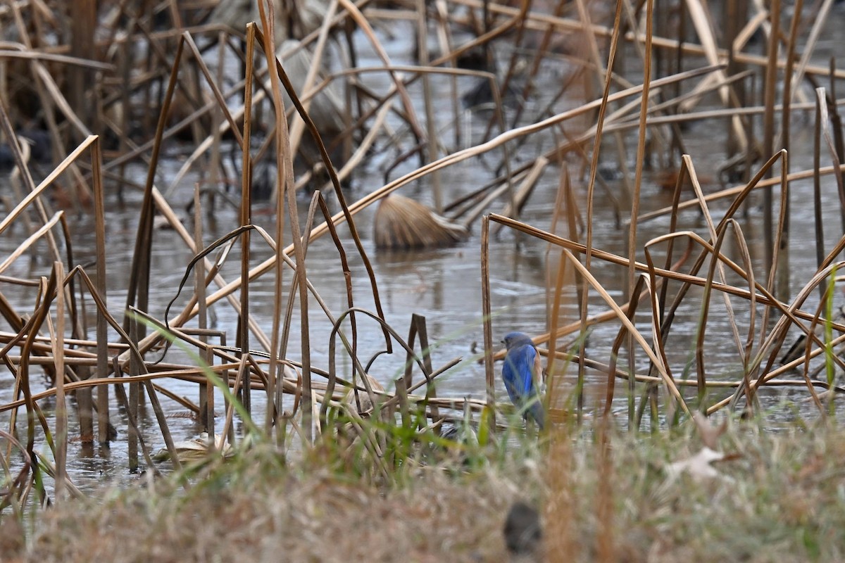 Eastern Bluebird - ML646822137