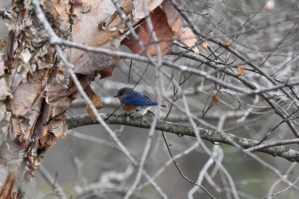 Eastern Bluebird - ML646822138