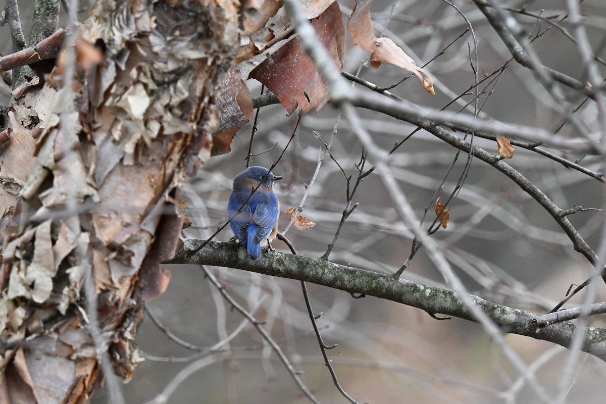 Eastern Bluebird - ML646822139