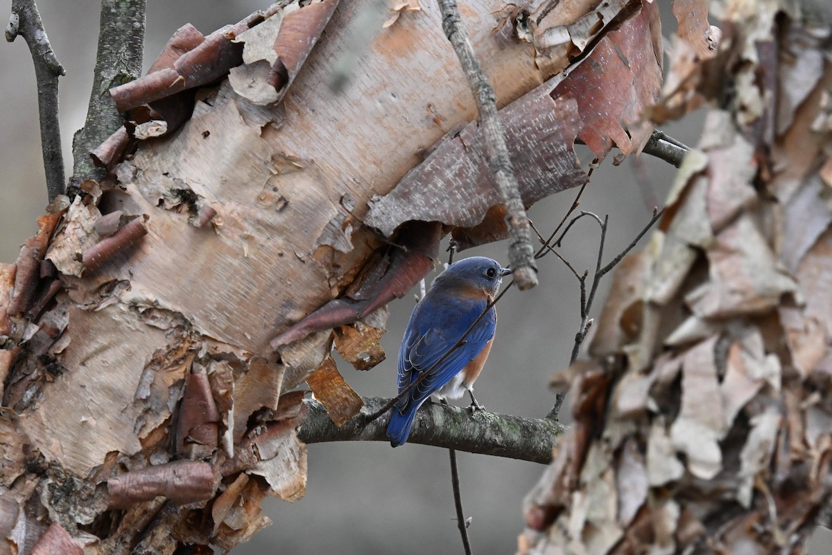 Eastern Bluebird - ML646822140