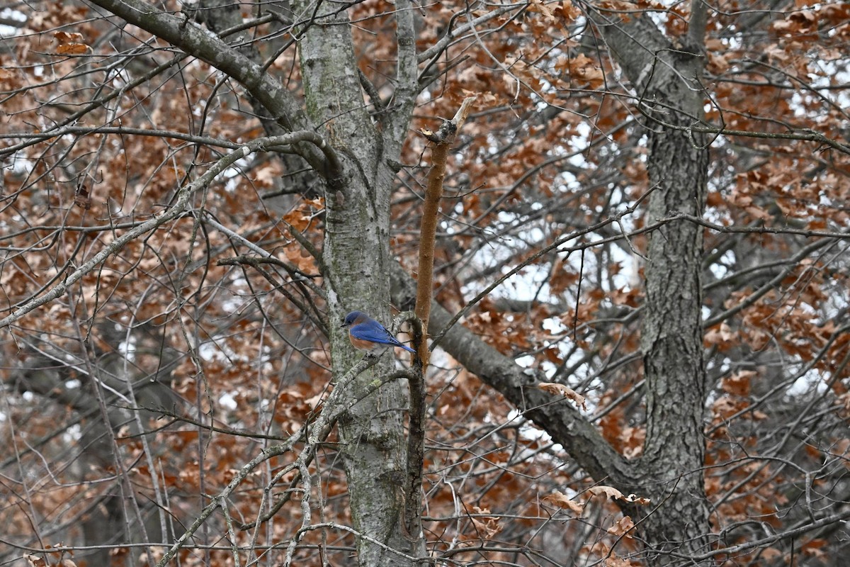 Eastern Bluebird - ML646822141