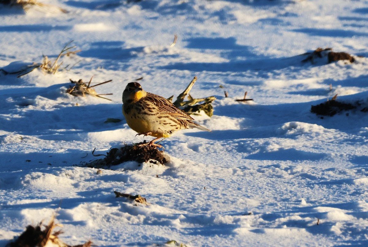 Western Meadowlark - ML646822143