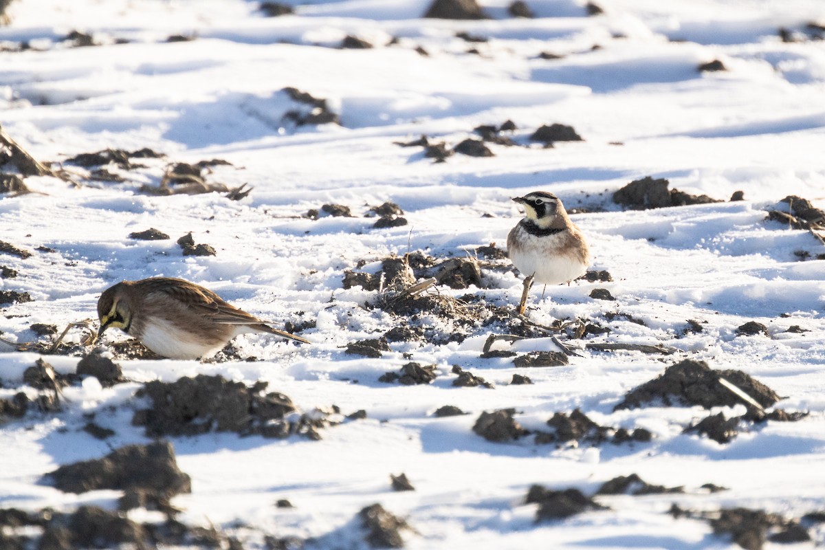 Horned Lark - ML646822144