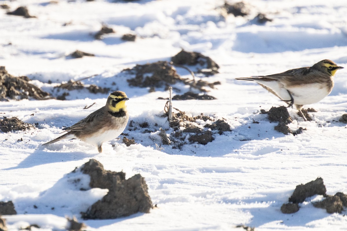 Horned Lark - ML646822146
