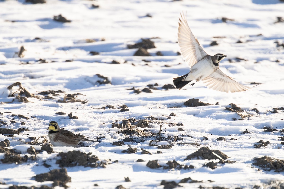 Horned Lark - ML646822147