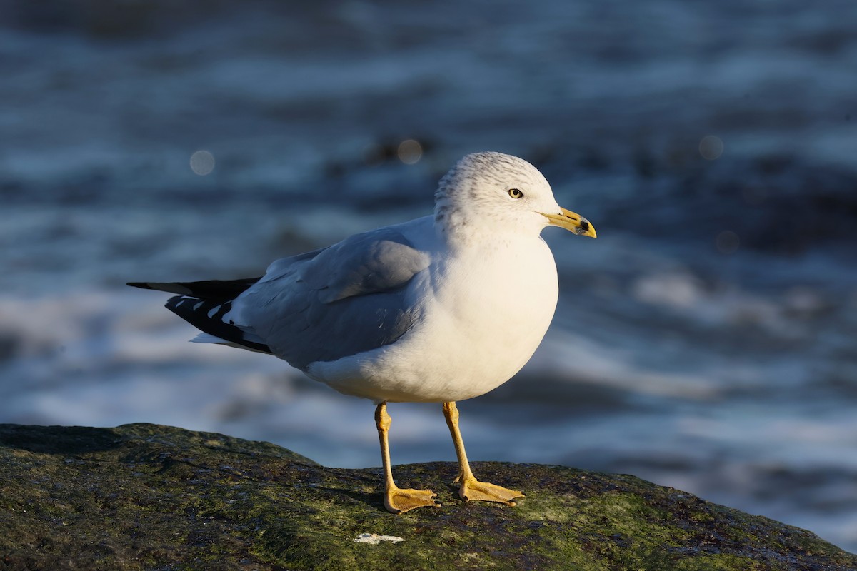 Ring-billed Gull - ML646822148