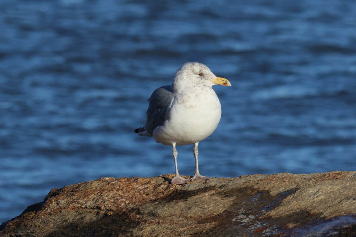 American Herring Gull - ML646822154