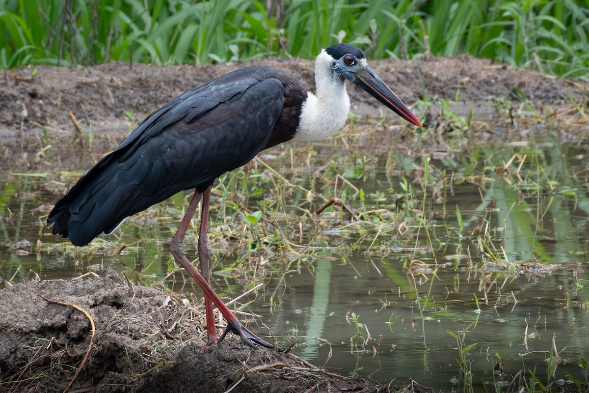 Asian Woolly-necked Stork - ML646822155