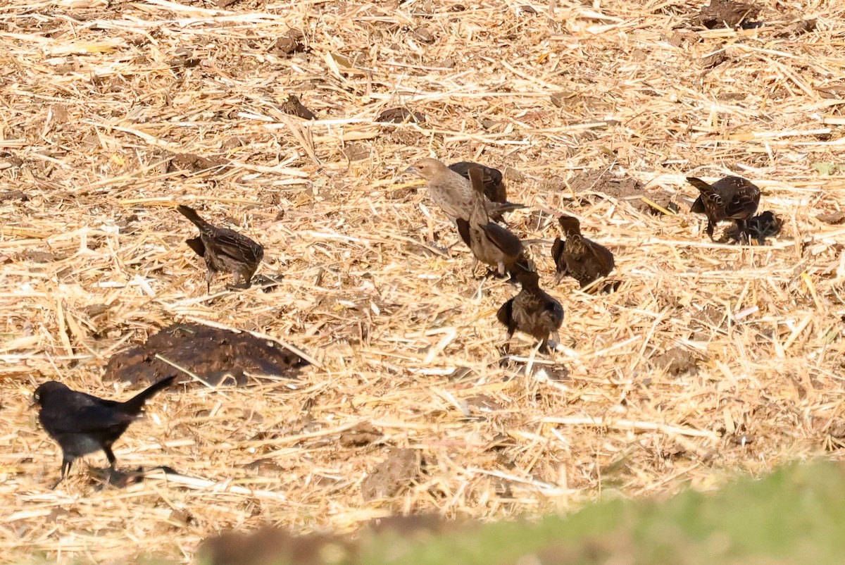 Tordo Cabecipardo - ML646822157