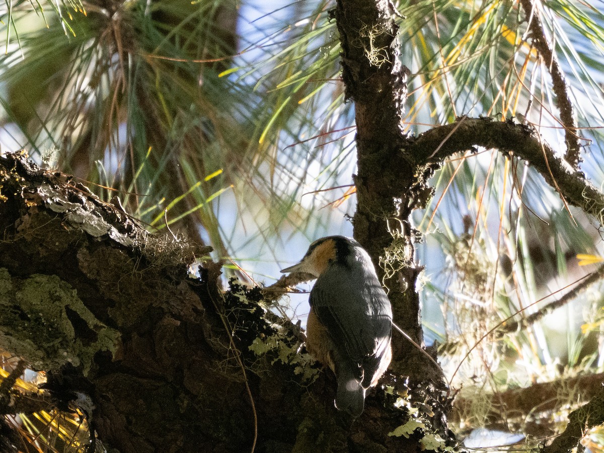 Eurasian Nuthatch - ML646822158