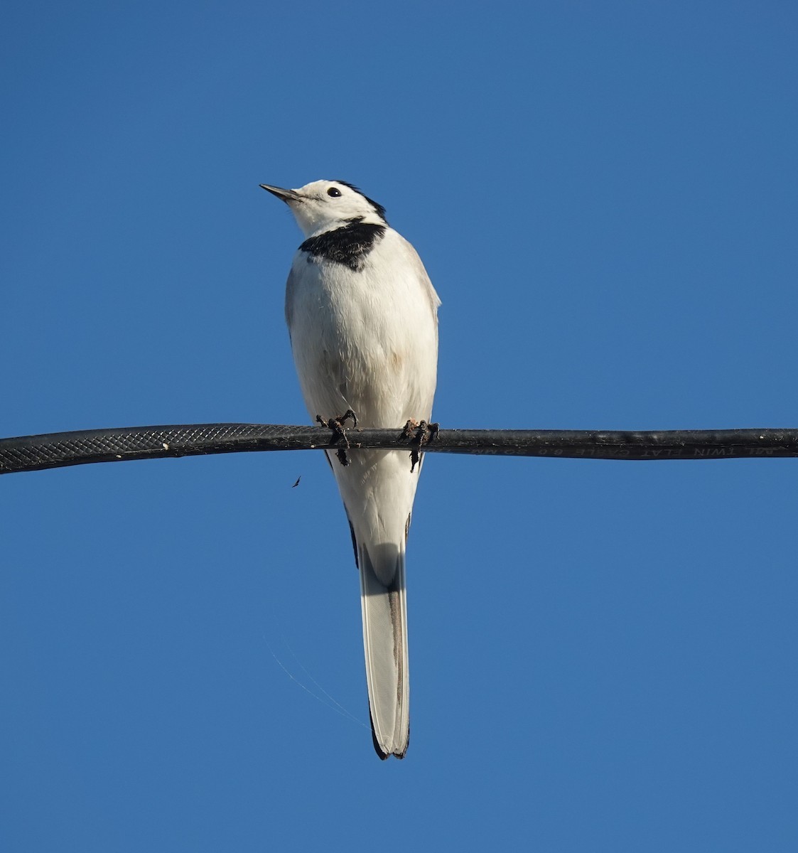 White Wagtail - ML646822159