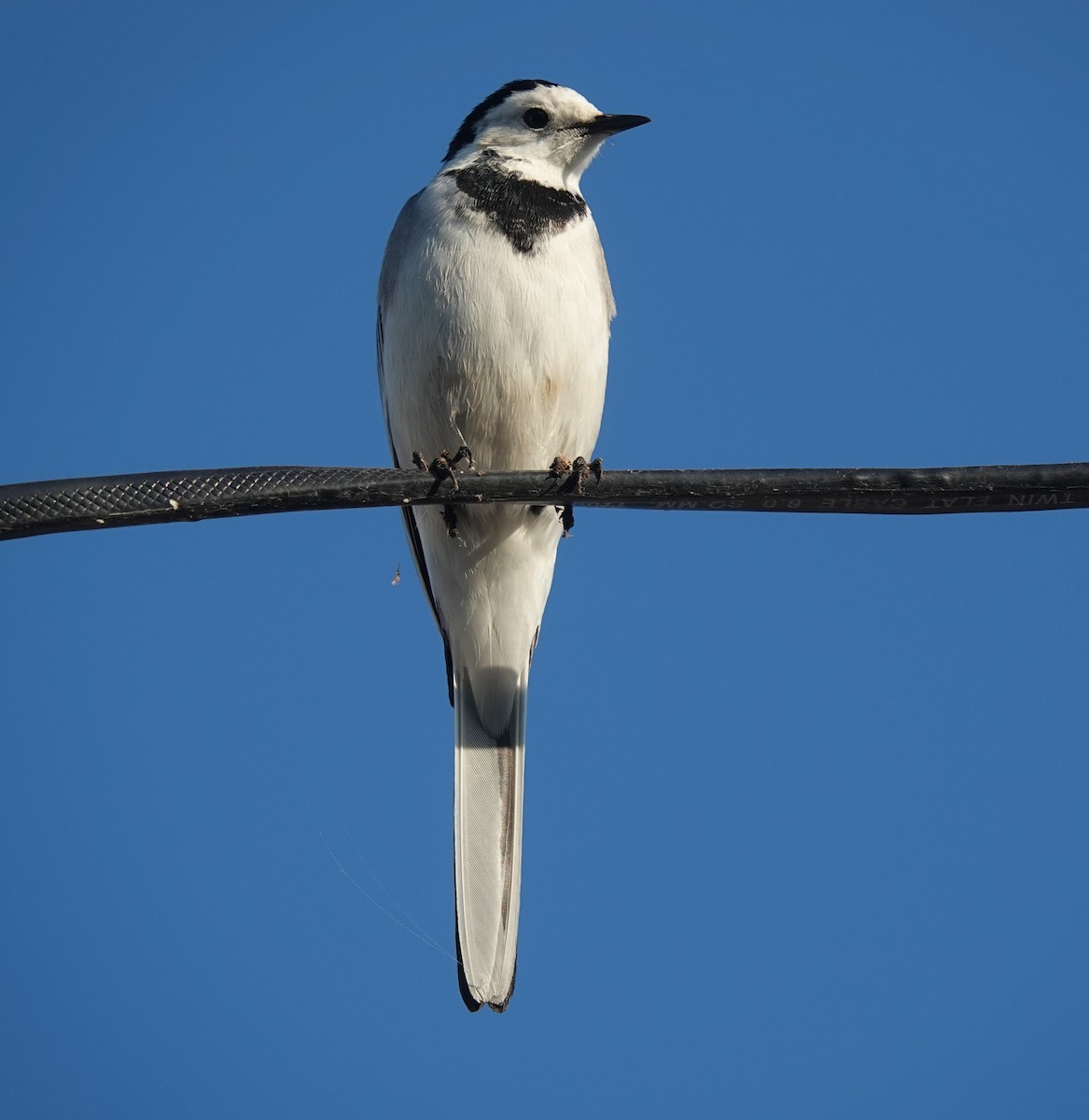 White Wagtail - ML646822160