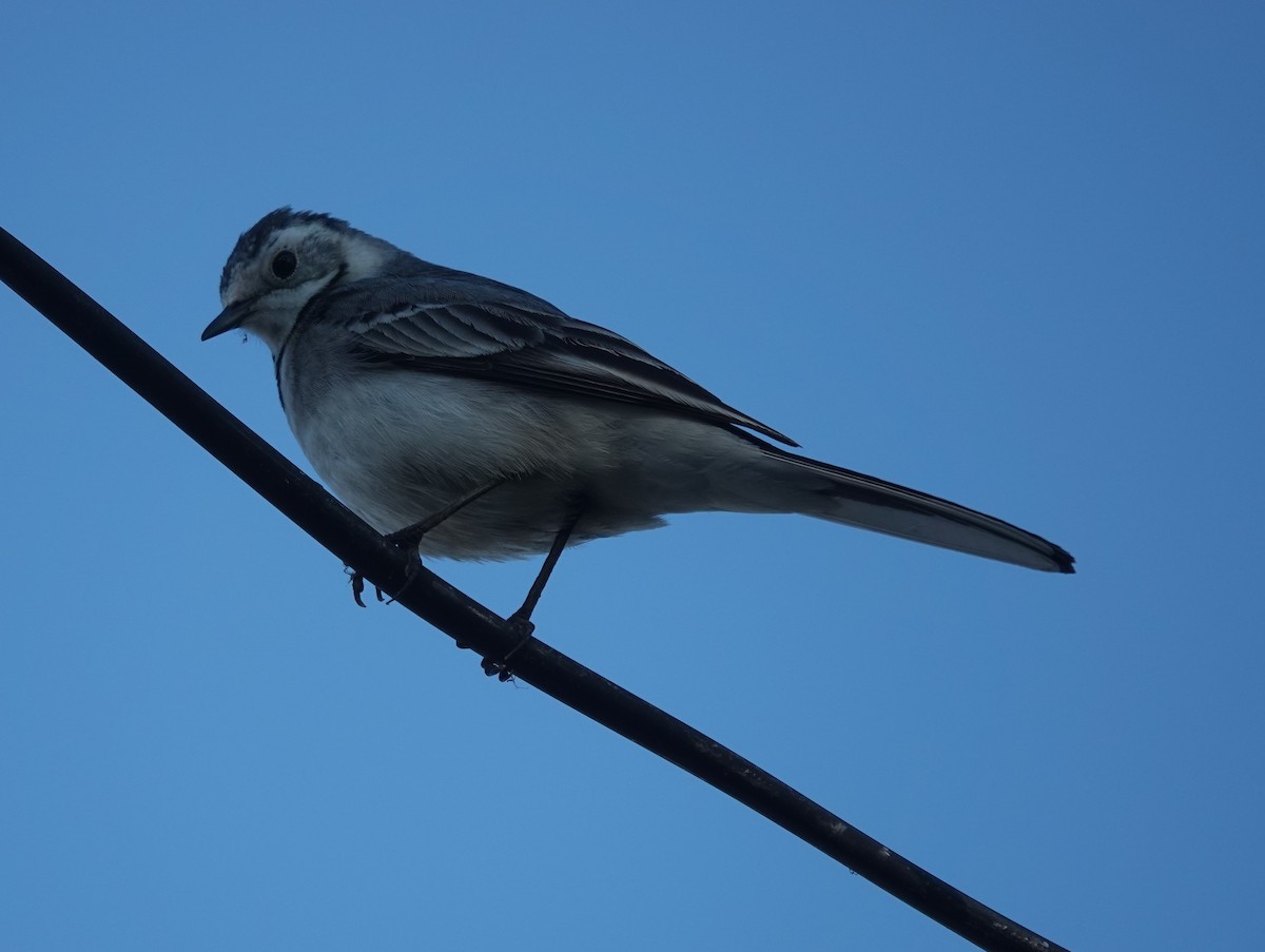 White Wagtail - ML646822161
