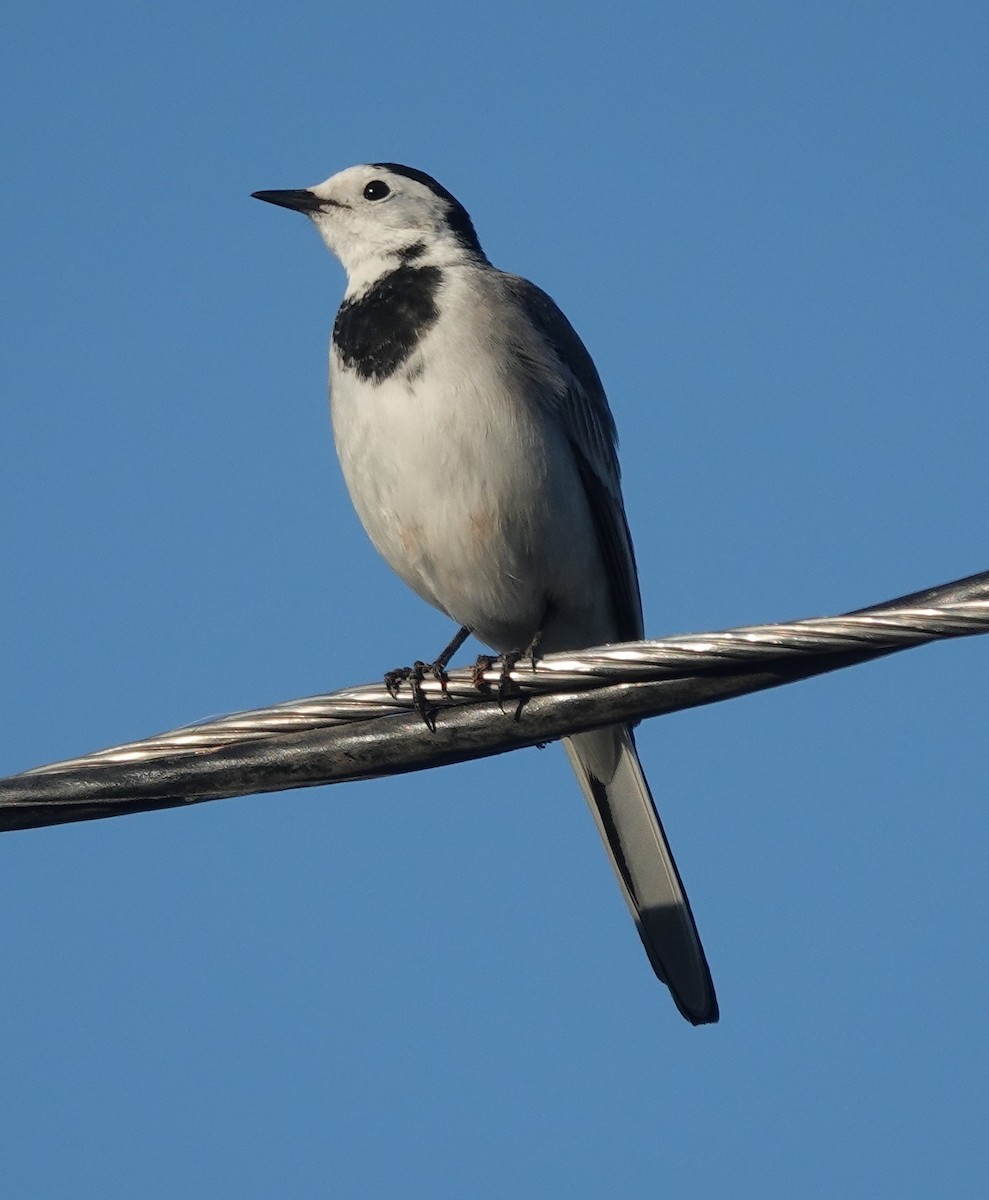 White Wagtail - ML646822162