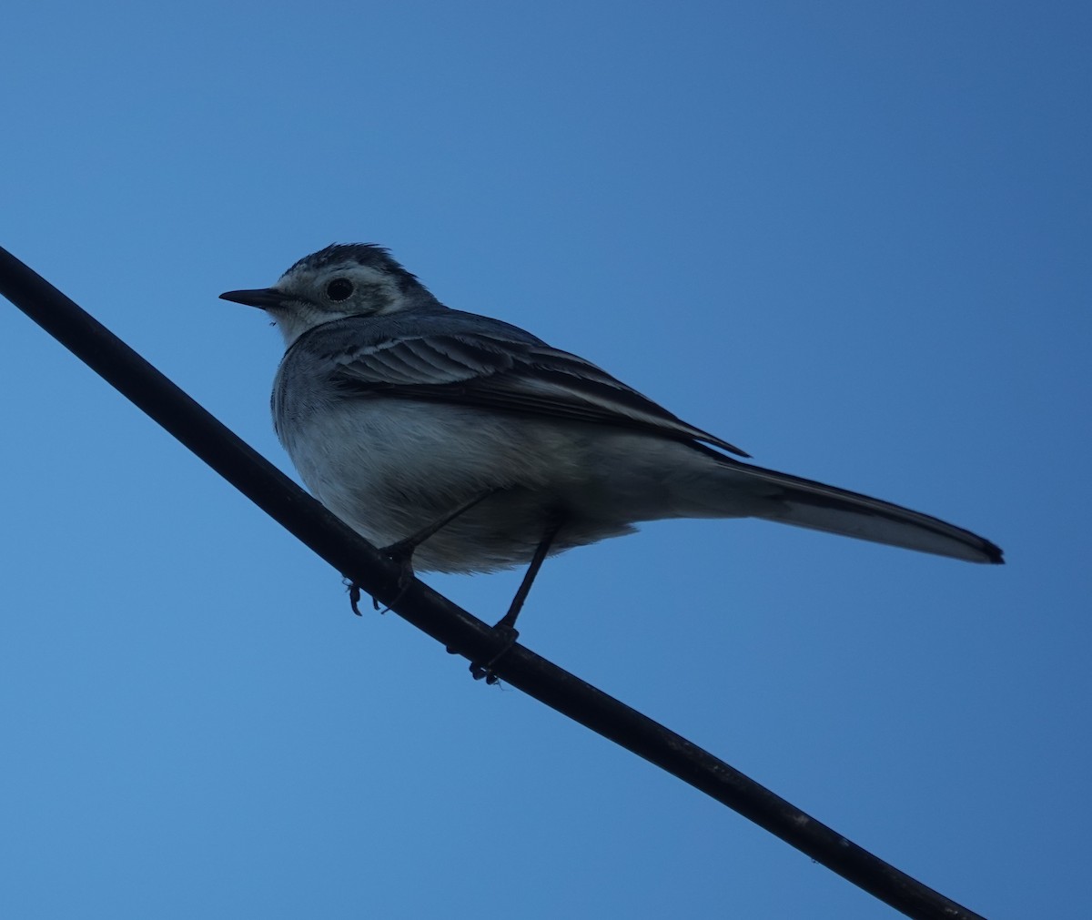 White Wagtail - ML646822163