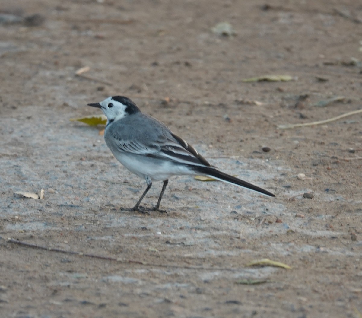 White Wagtail - ML646822164
