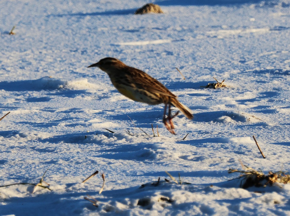 Western Meadowlark - ML646822167