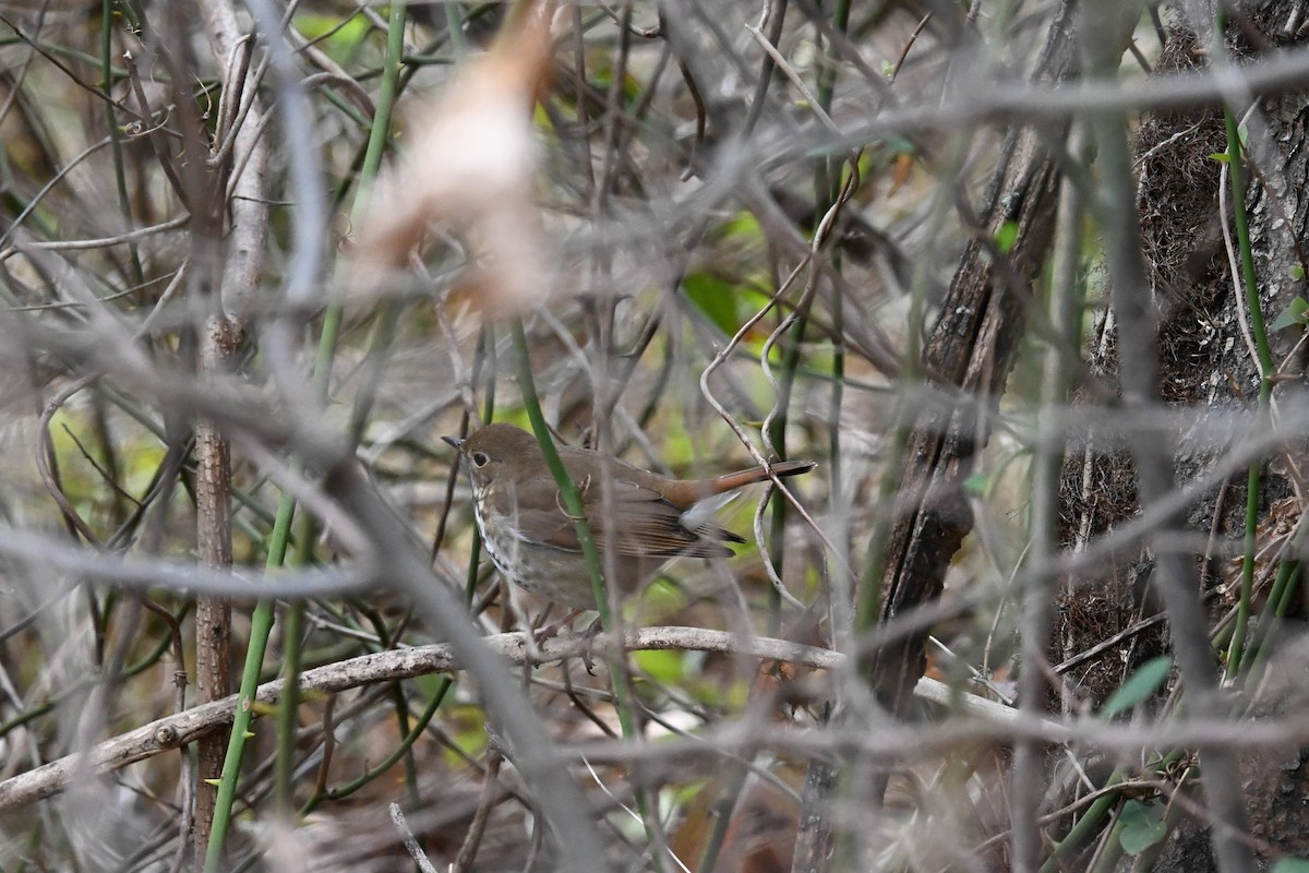 Hermit Thrush - ML646822172