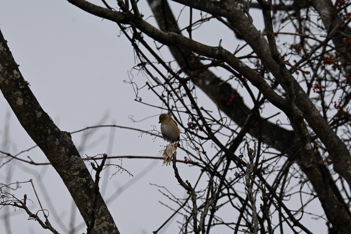 American Goldfinch - ML646822174