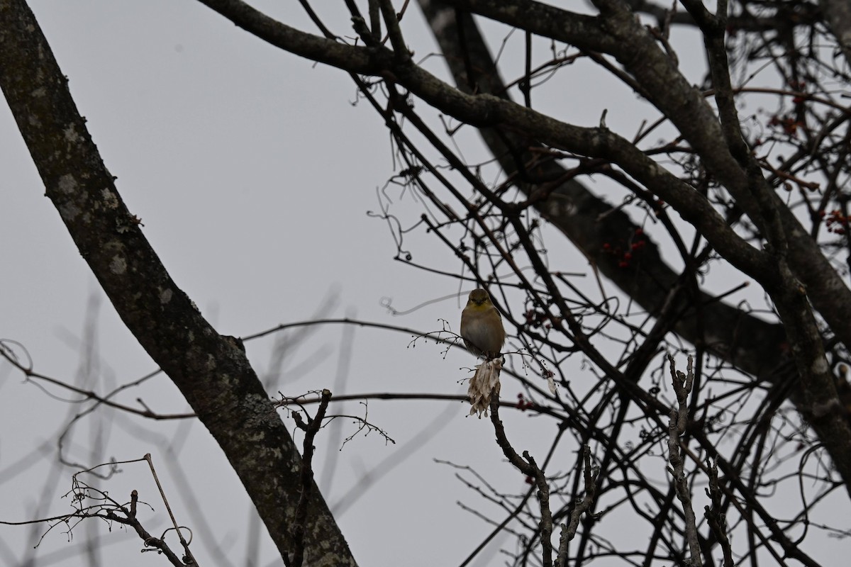 American Goldfinch - ML646822176