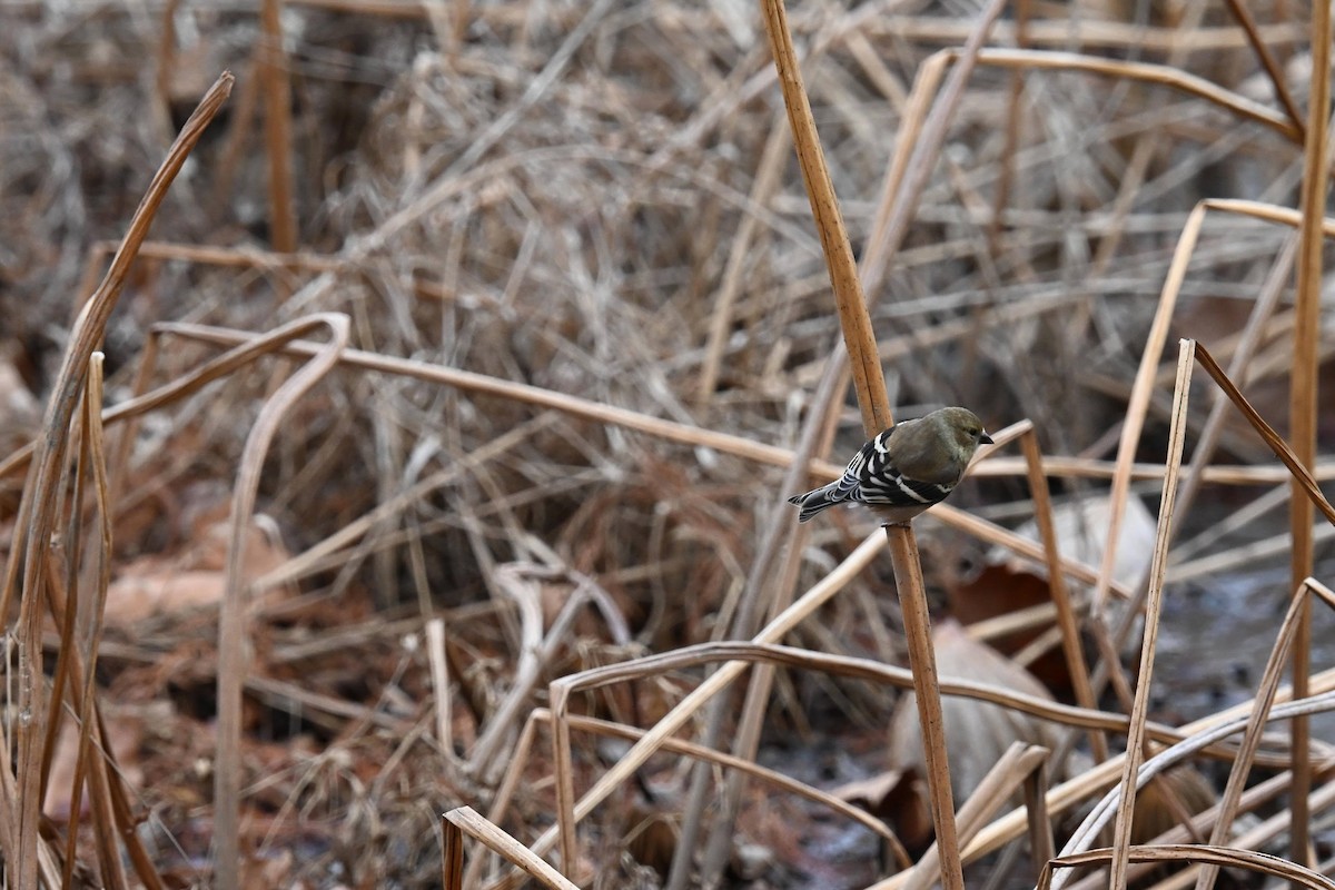American Goldfinch - ML646822177