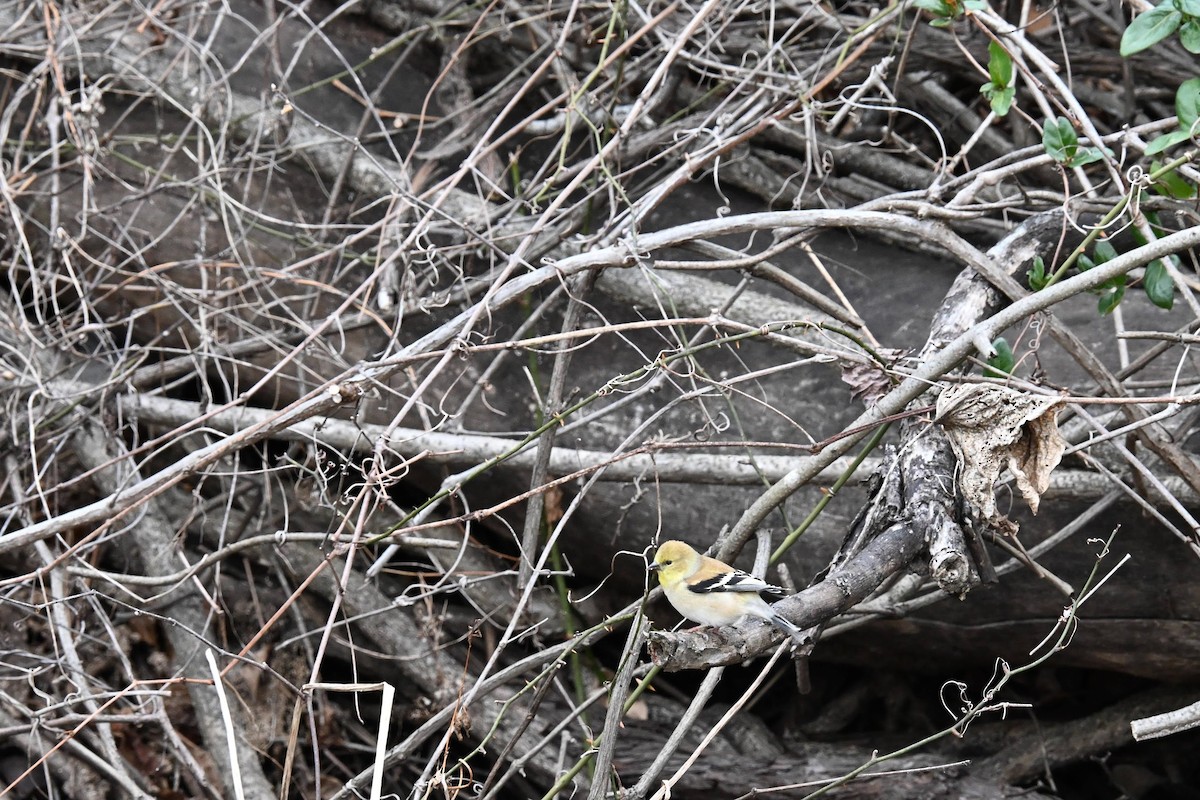 American Goldfinch - ML646822178