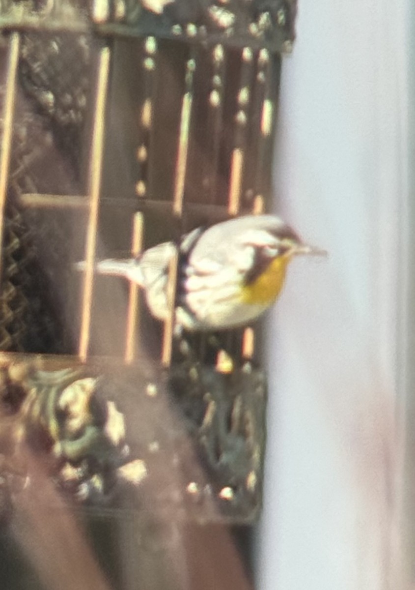 Yellow-throated Warbler - ML646822179