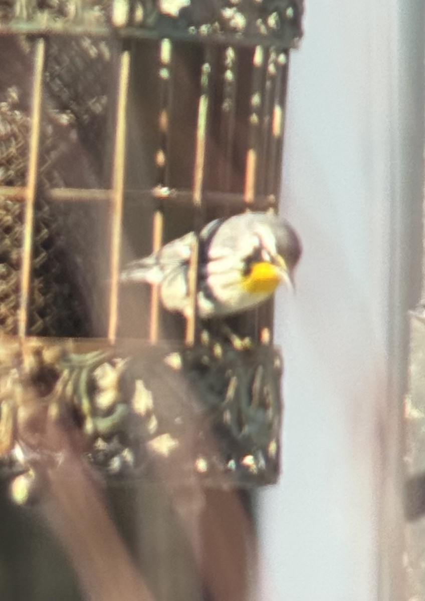 Yellow-throated Warbler - ML646822180