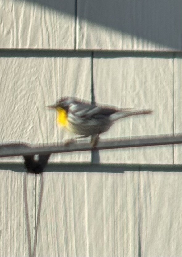 Yellow-throated Warbler - ML646822181