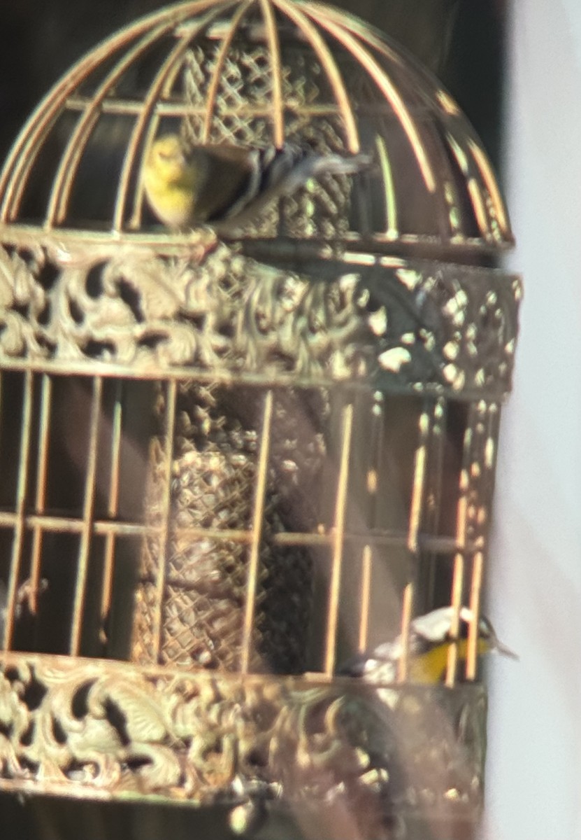 Yellow-throated Warbler - ML646822182