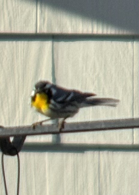 Yellow-throated Warbler - ML646822183