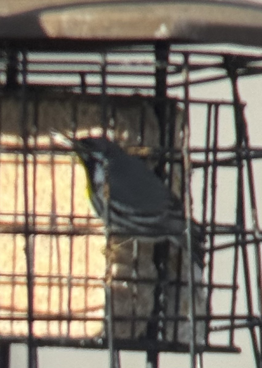 Yellow-throated Warbler - ML646822184