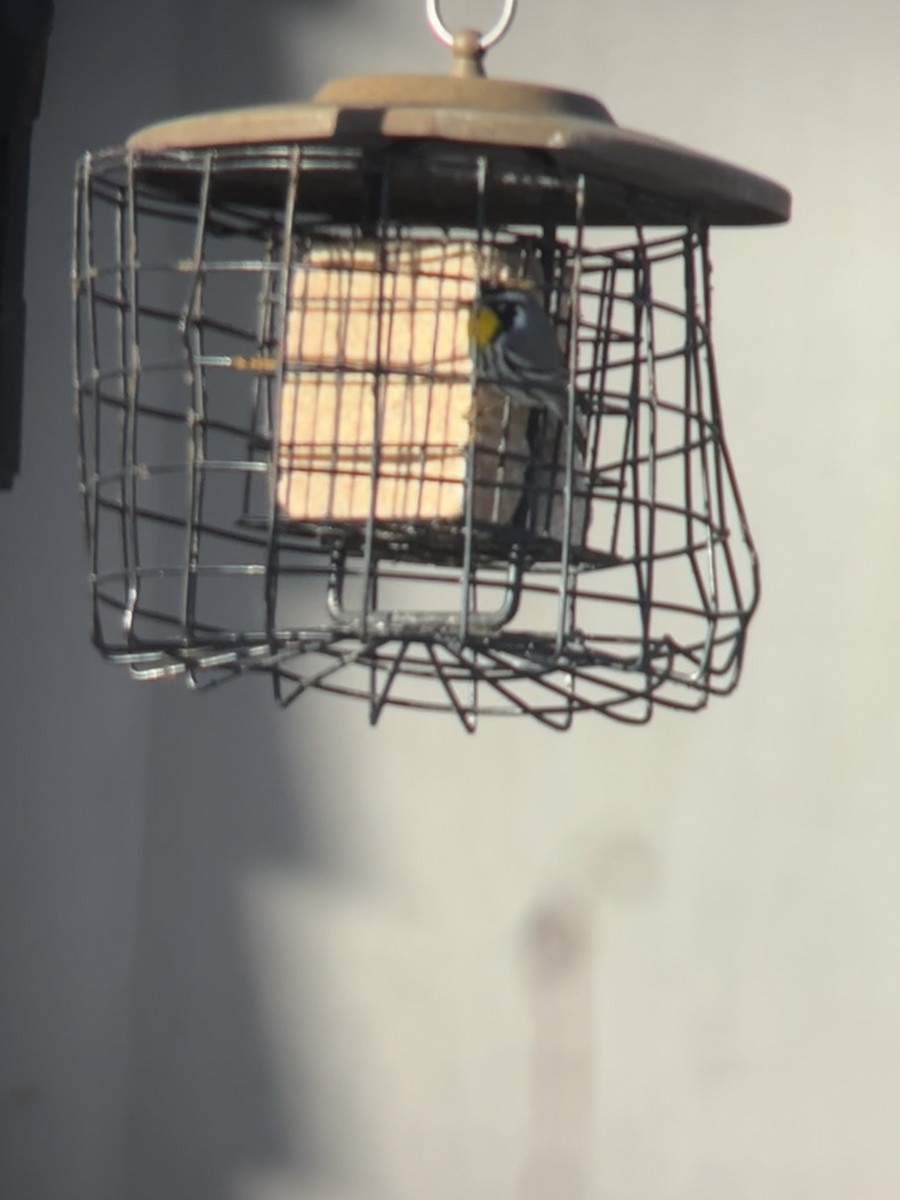 Yellow-throated Warbler - ML646822185