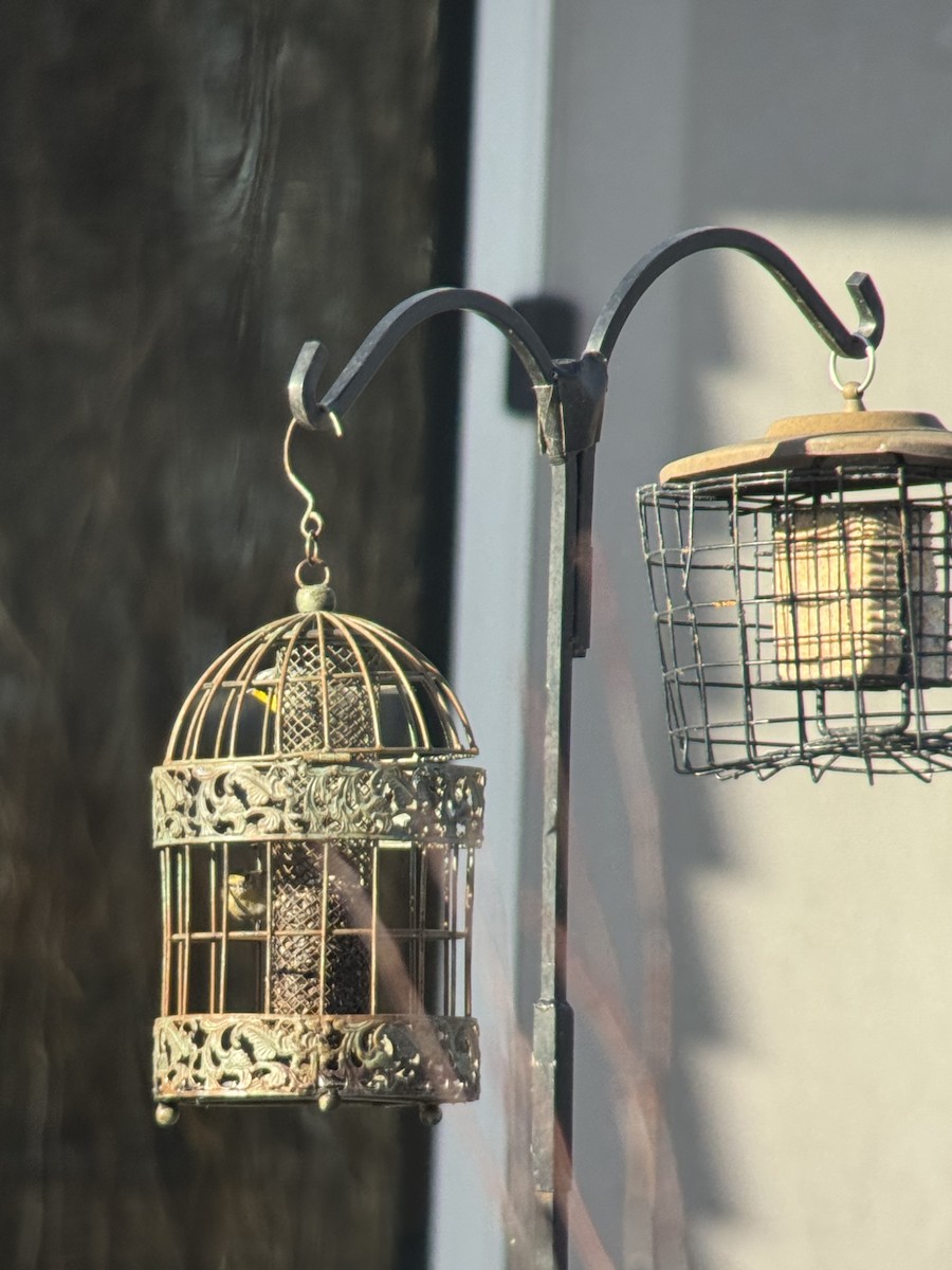 Yellow-throated Warbler - ML646822186