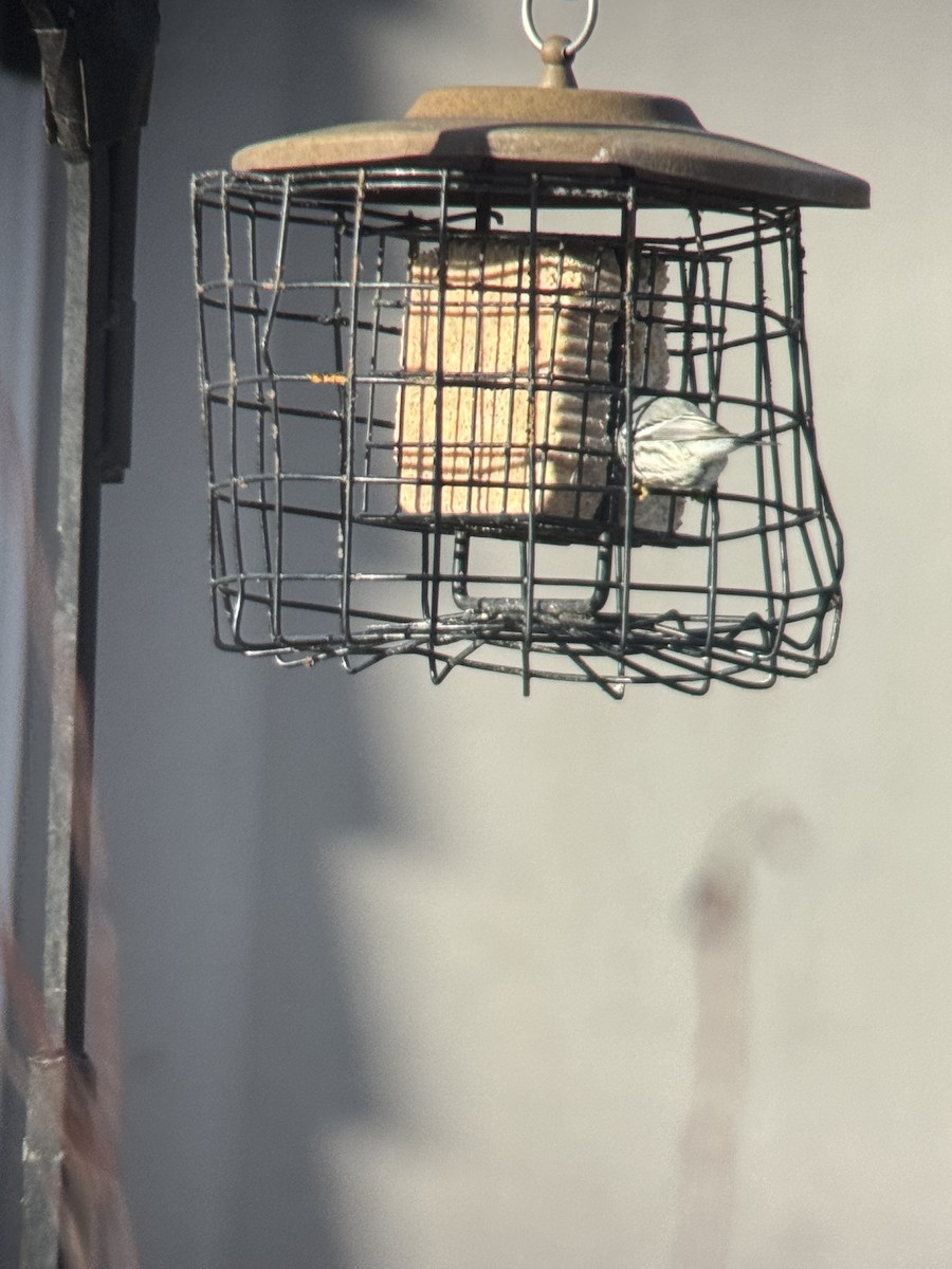 Yellow-throated Warbler - ML646822187