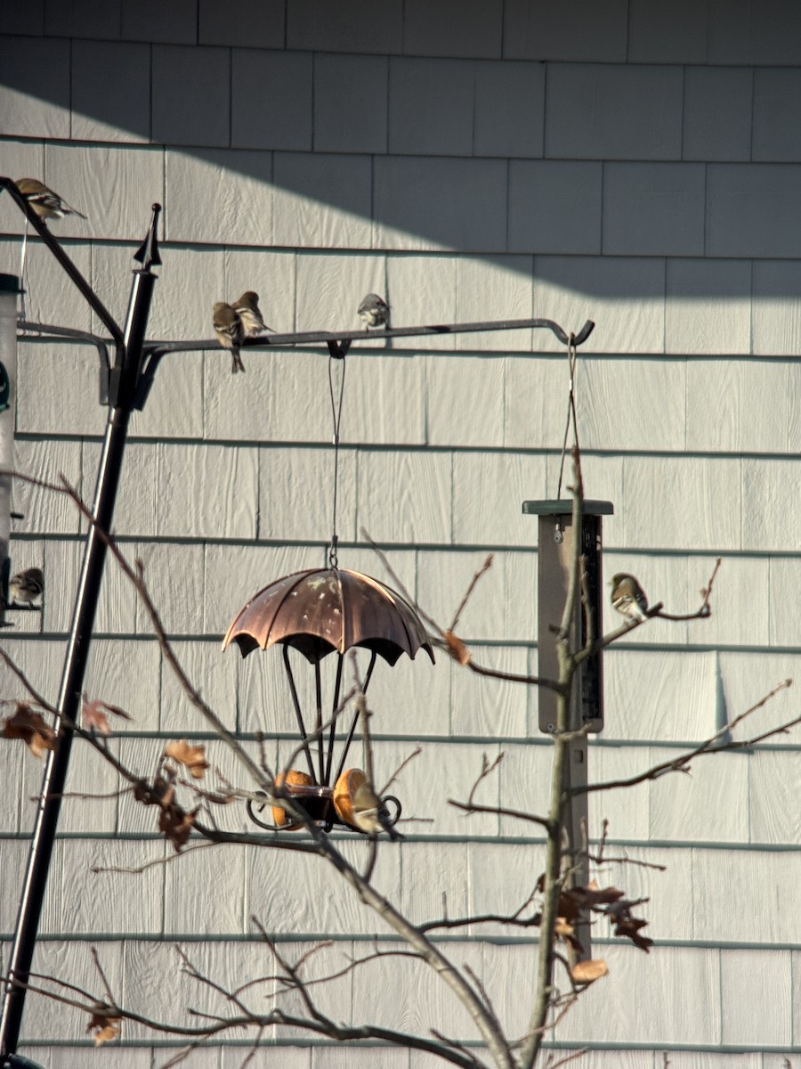 Yellow-throated Warbler - ML646822188