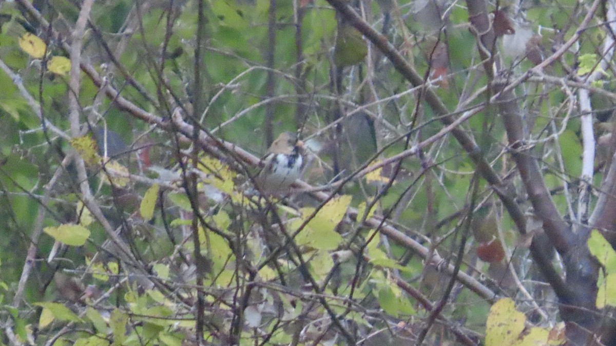 Harris's Sparrow - ML646822191